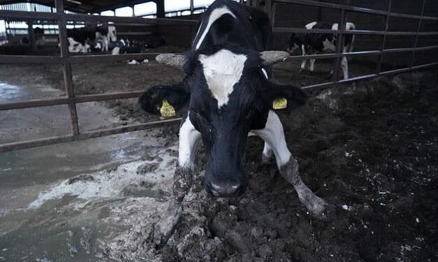 Cows Crippled and Abused at Mega Farm, Tesco and Others Suspend Partnership