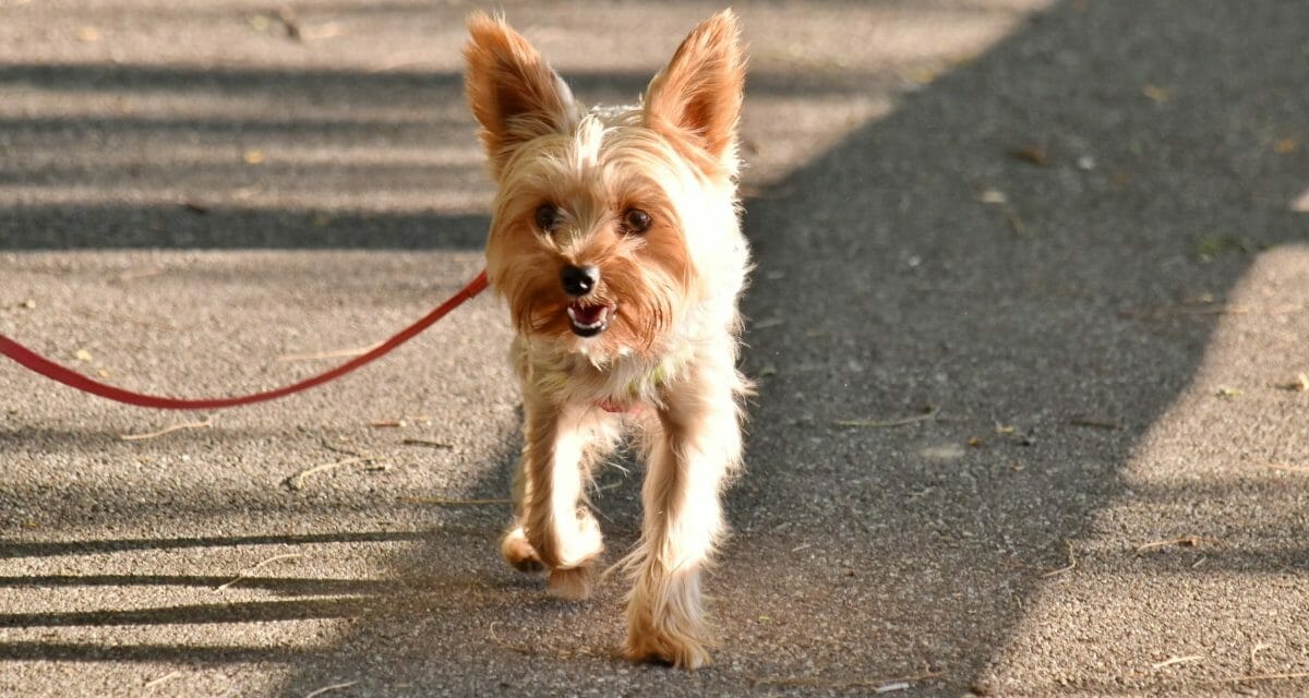 Walking Your Dog Twice a Day Could Soon Become Mandatory in Germany