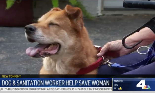 VIDEO: Heroic Dog Saves 88-Year-Old Woman After Life-Threatening Fall