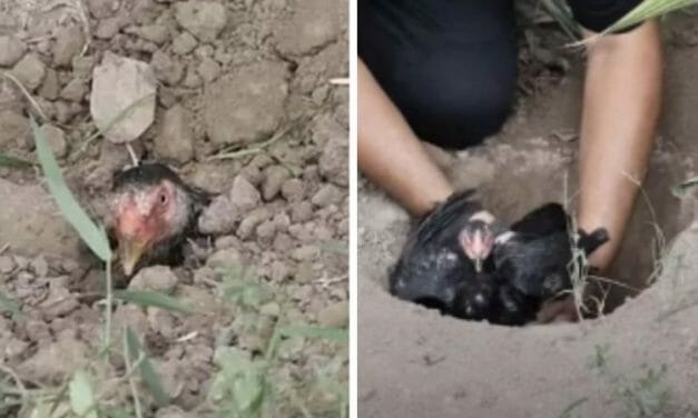 SIGN: Justice for Chicken Buried Alive for Two Weeks for Viral Video