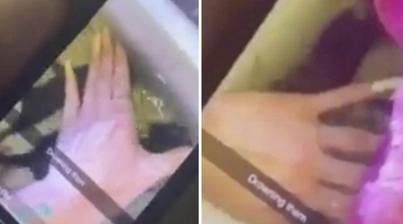 SIGN: Justice for Tiny Kittens Drowned For Snapchat Video
