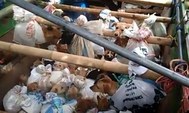 Indonesia’s Hazardous Dog Meat Trade Goes On Despite COVID Pandemic