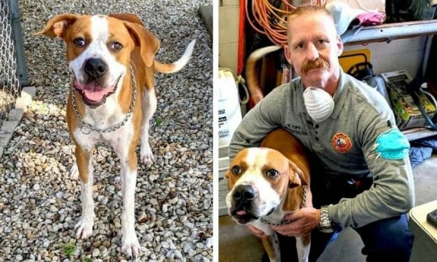 Local Firefighter Cant Help but Adopt This Sweet Abandoned Dog