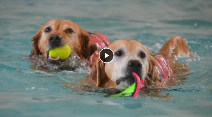 senior dogs swimming