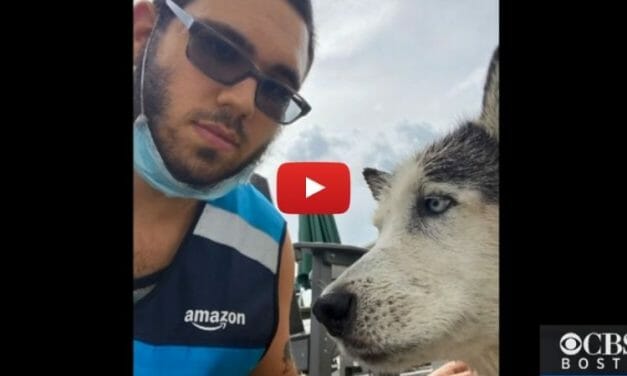 VIDEO: Delivery Driver Jumps Into Pool to Save Drowning Husky