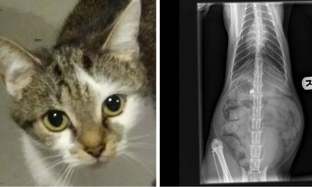SIGN: Justice for Pearly, Cat Paralyzed in Air Gun Attack