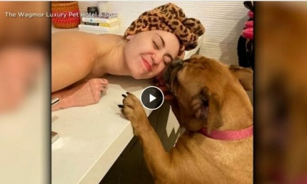 VIDEO: Overlooked Stray Bulldog Goes from Rags to Riches After Miley Cyrus Adopts Her
