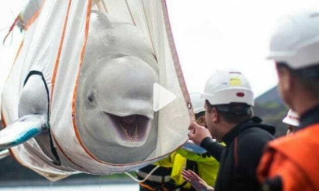 VIDEO: 2 Belugas Trapped for A Decade At Chinese Water Park Finally Return to the Sea