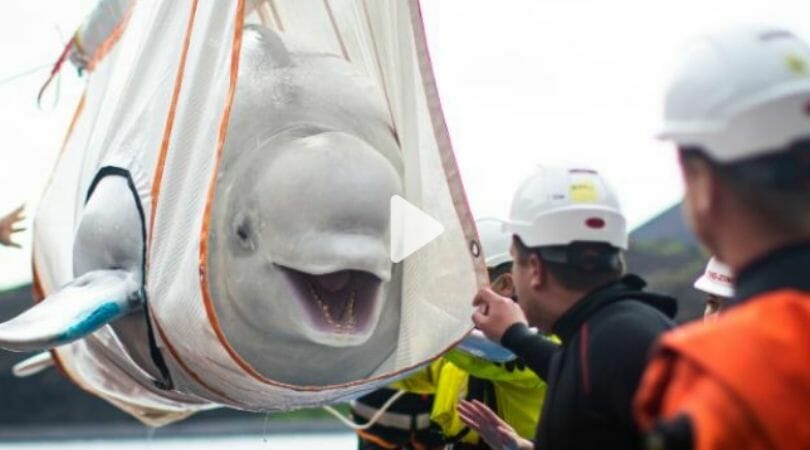 rescued beluga being released