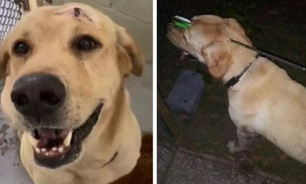SIGN: Justice for Labrador Shot Through the Head with Crossbow
