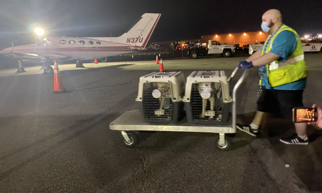 47 Dogs and Cats Adopted by US Military Service Members in Iraq Rescued And Reunited with Families