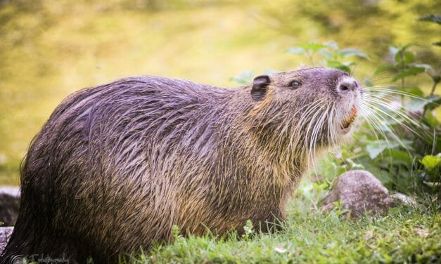Beavers Win Legal ‘Right to Remain’ in England for First Time Ever