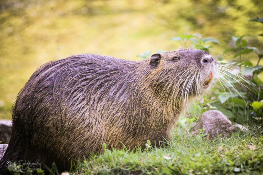 beaver in the wilderness