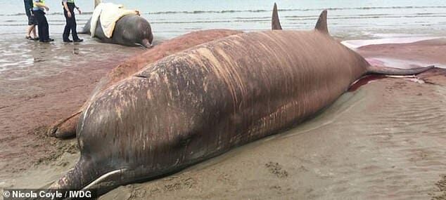 SIGN: Justice for Whales Stranded on Beach to Suffocate