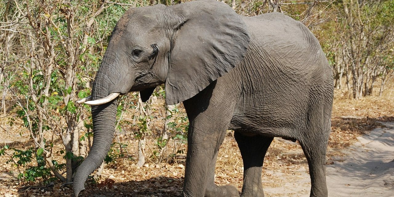 elephant in Botswana