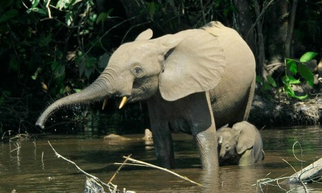 Poacher Who Killed 500 Elephants Gets 30 Years in Prison