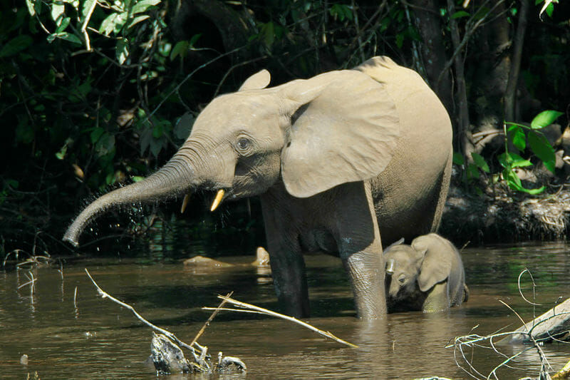 elephants in Nouabalé-Ndoki National Park