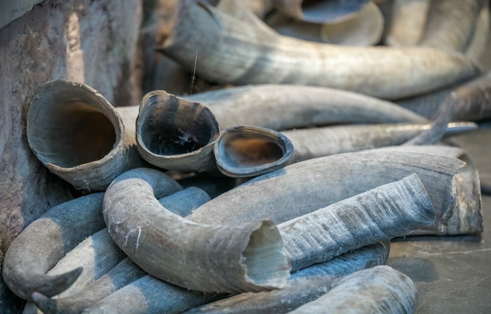 Singapore Destroys Over $13 Million Worth of Ivory to Combat Illegal Wildlife Trade