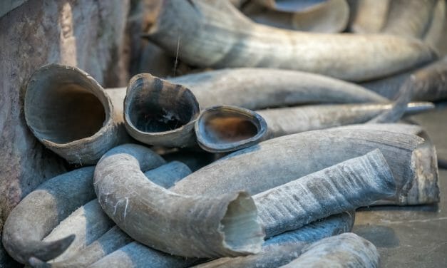 Singapore Destroys Over $13 Million Worth of Ivory to Combat Illegal Wildlife Trade