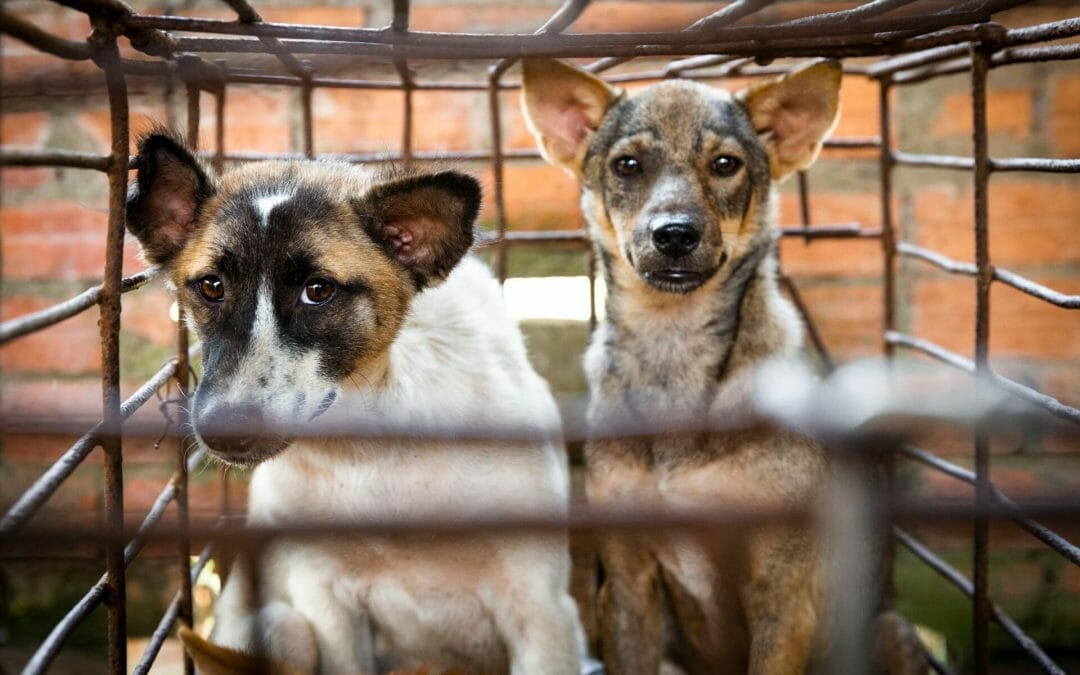 Facebook Post Leads to Rescue of 17 Dogs From Illegal Meat Trade