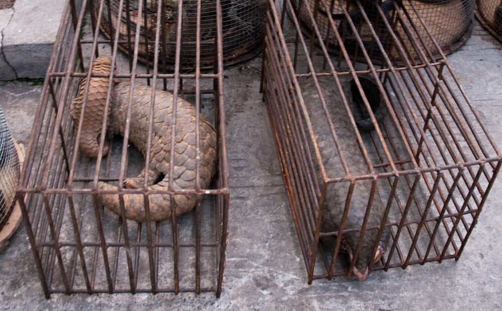 pangolin in cage