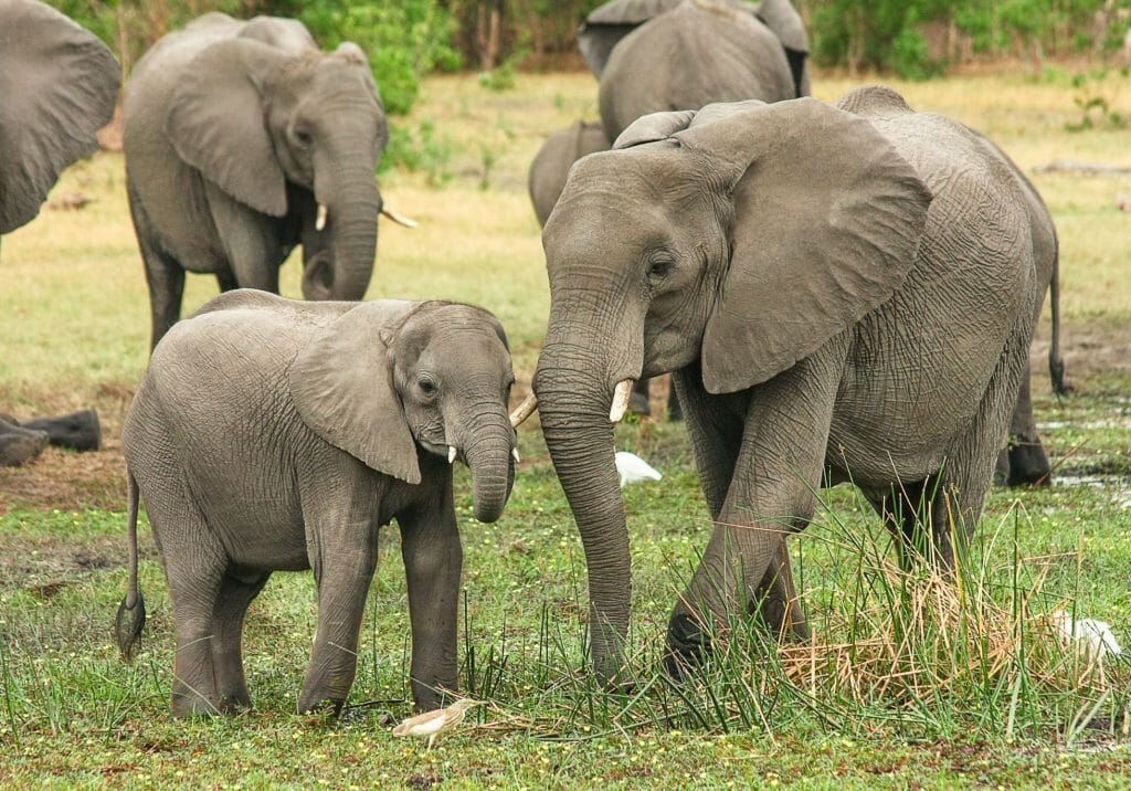 mom and baby African elephants