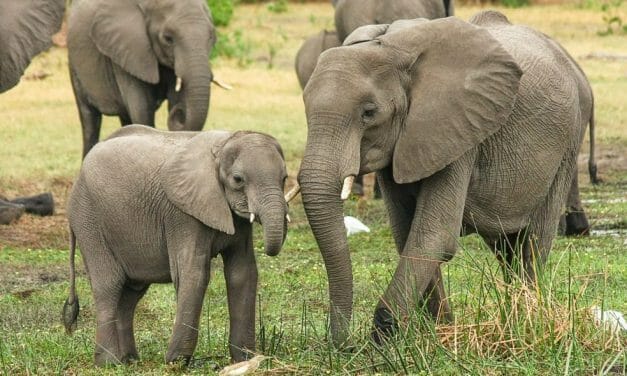An ‘Elephant Baby Boom’ Is Underway at Kenyan National Park