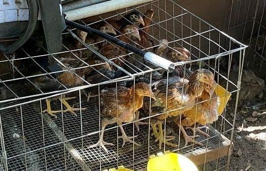 roosters in cage
