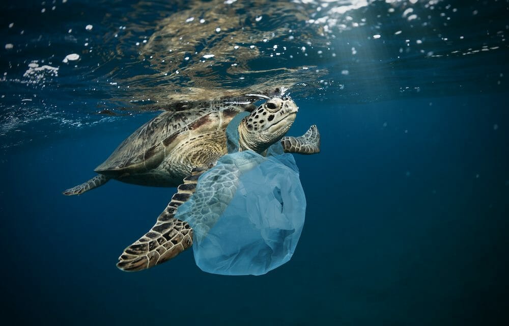 SIGN: Save Sea Turtles from Choking to Death on Single-Use Plastics