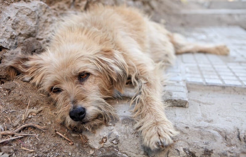 SIGN: Justice for 24 Dogs Massacred at Tunisian Animal Shelter