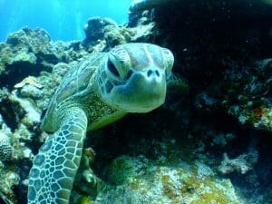 sea turtle close-up