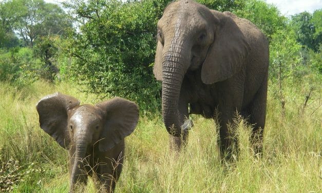 Elephants Could Become Much Safer with New Artificial Intelligence Tracking