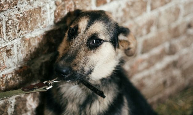 The Startling Link Between Animal Cruelty and Human Abuse