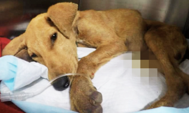 SIGN: Justice for Puppy Sexually Assaulted to Death in Chile