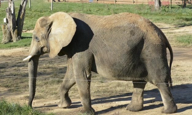 SIGN: Save Asha the Lonely Elephant from Miserable Captivity