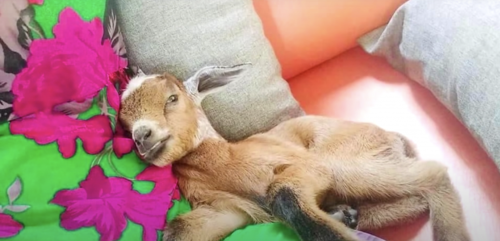 VIDEO Mama Reuniting With Lost Baby Goat Will Brighten Your Day