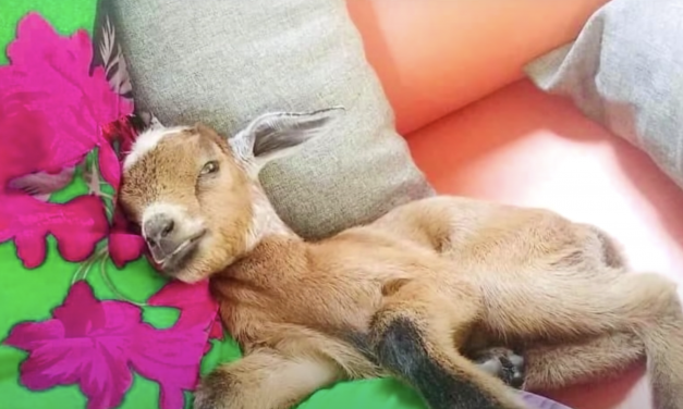VIDEO: Mama Reuniting with Lost Baby Goat Will Brighten Your Day