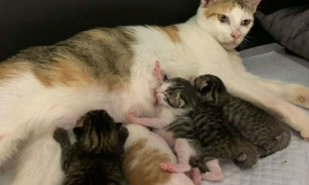 Office Workers Bring In Stray Cat Days Before She Gives Birth to 8 Kittens