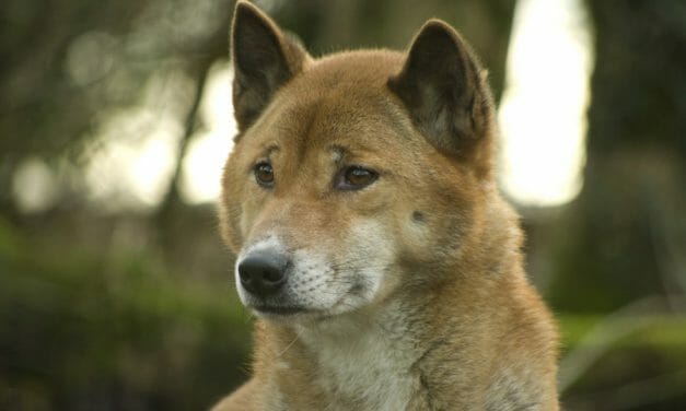 Rare ‘Singing’ Dog Believed to Have Been Extinct Still Roams the Wilderness