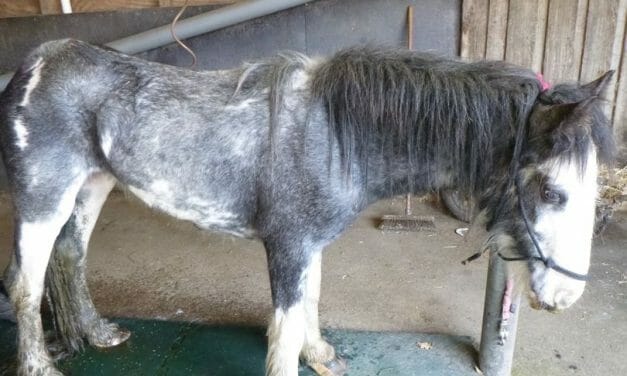 SIGN: Justice for Neglected Pony Found ‘Riddled with Maggots’