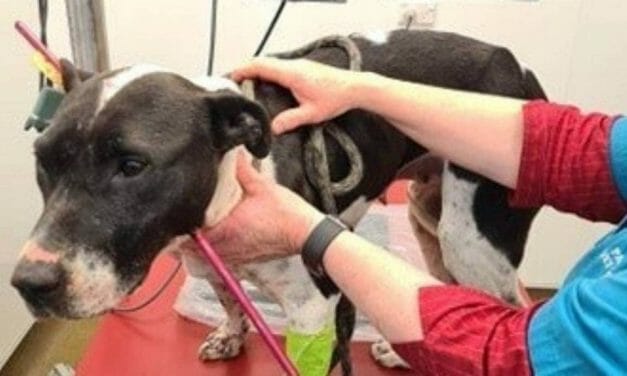 SIGN: Justice for Dog Shot in the Neck with Arrow