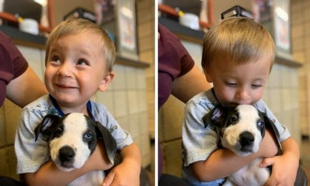 Two-Year-Old Boy with Cleft Lip and Shelter Dog with the Same Condition Are the Perfect Match