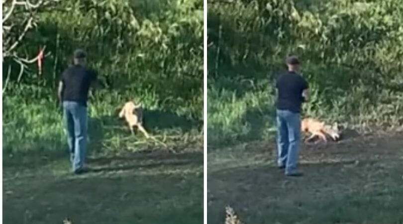 man shooting coyote