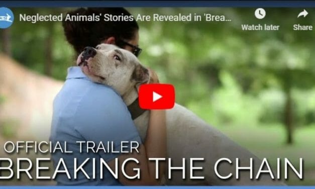 VIDEO: Anjelica Huston’s New Film Shows the Heartbreaking Reality for ‘Backyard Dogs’