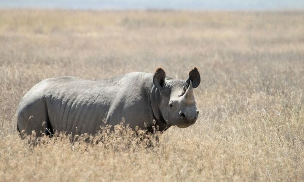 Zimbabwe Bans Coal Mining in Home of Endangered Black Rhino