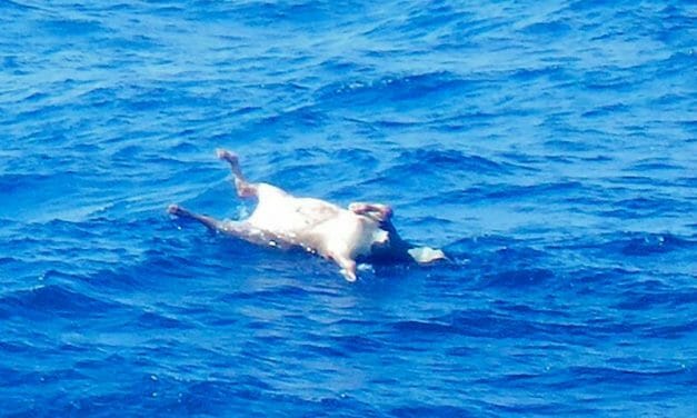 SIGN: Hundreds of Cows Drowned in the Ocean – End Live Export in NZ Now!