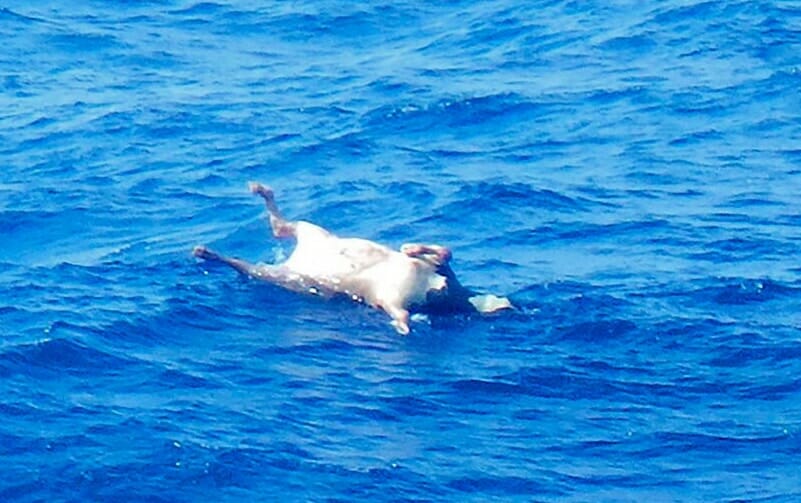 dead cow at sea
