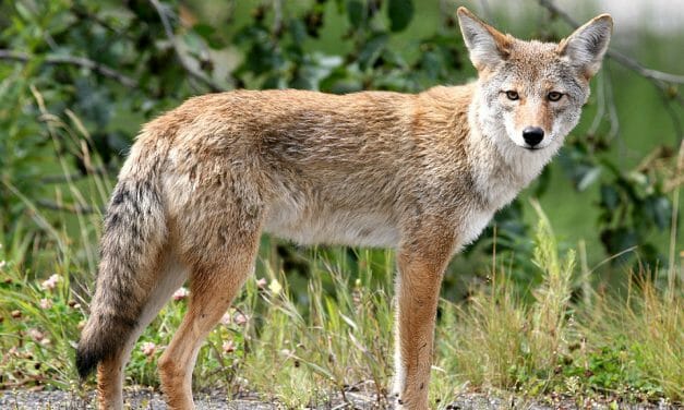 Washington Bans Wildlife Killing Contests, Joining Only Six Other States