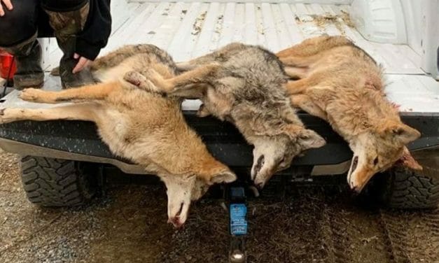 SIGN: Stop The Massacre of America’s Wolves
