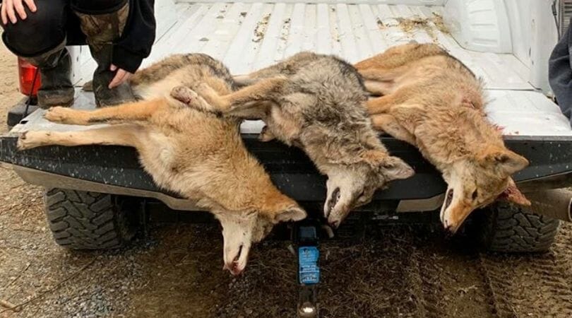 SIGN: Stop The Massacre of America’s Wolves
